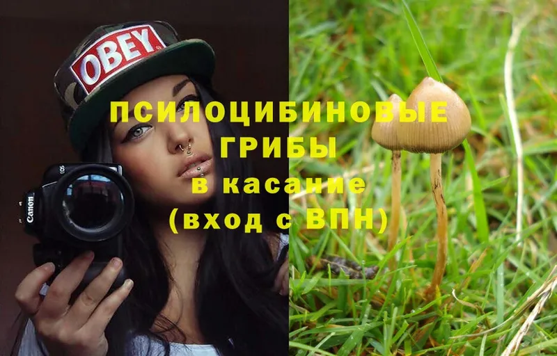 наркошоп  Нолинск  Псилоцибиновые грибы Psilocybe 